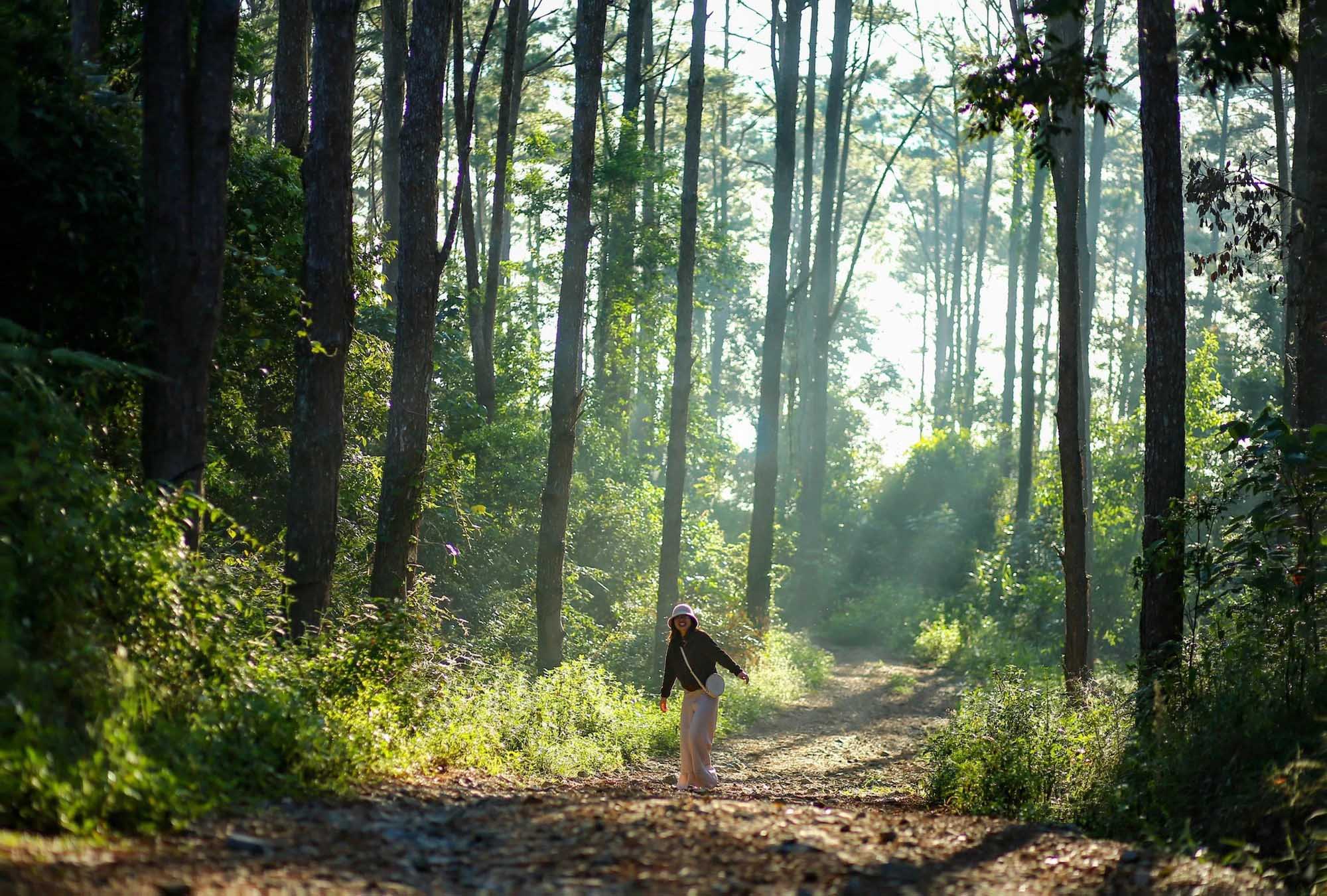 Khám phá Rừng Thông Măng Đen – Vẻ đẹp hoang sơ giữa đại ngàn Tây Nguyên