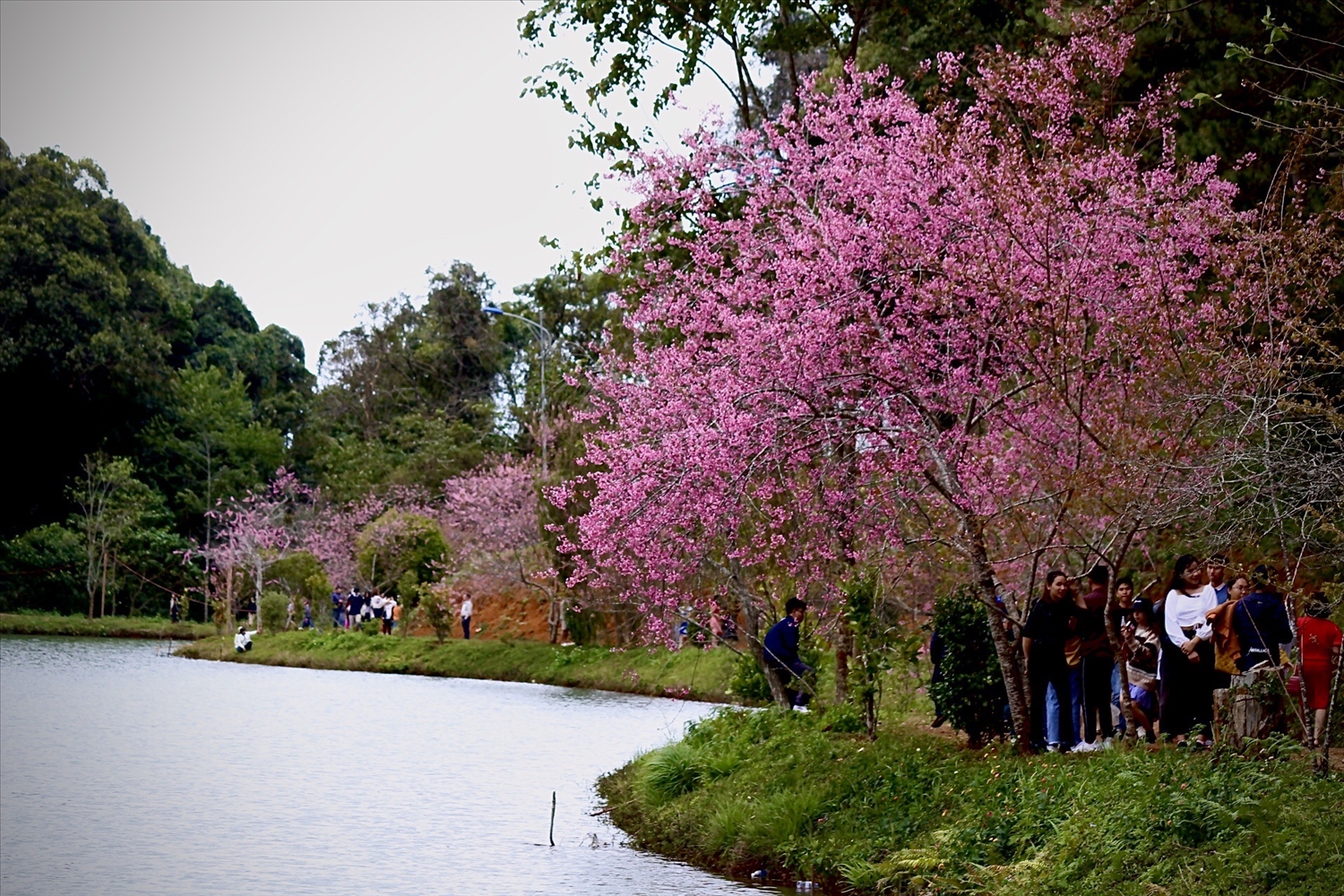 hoa anh đào măng đen