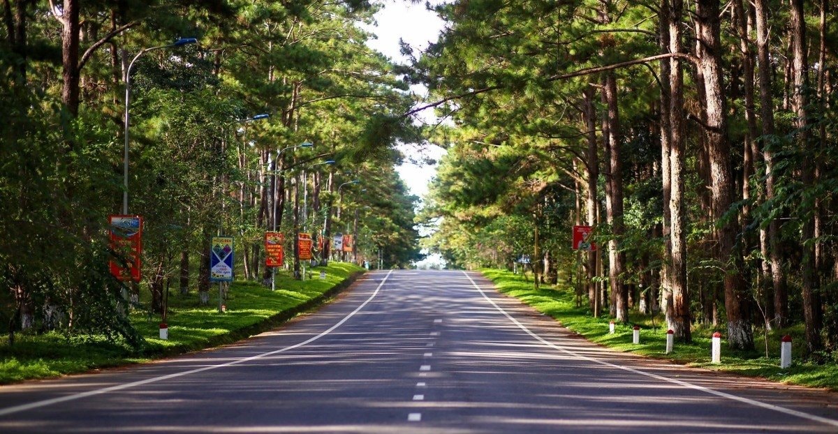 rừng thông măng đen